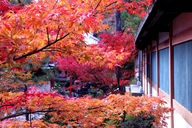 紅葉スタート 亀岡 鍬山神社_e0048413_19514218.jpg