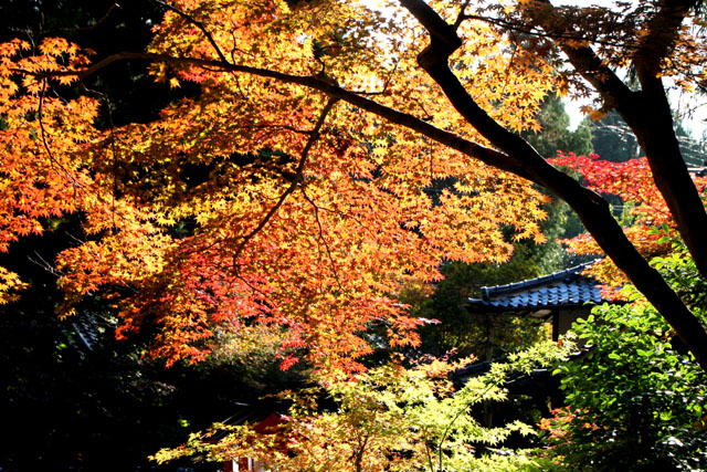 紅葉スタート 亀岡 鍬山神社_e0048413_19515566.jpg
