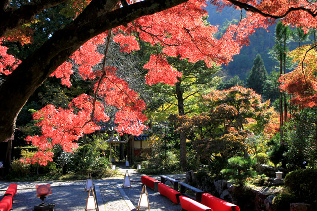 紅葉スタート　亀岡　神蔵寺_e0048413_2213735.jpg