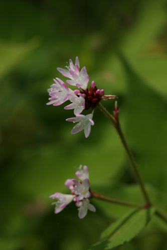 田んぼの野の花　　ミゾソバ_a0040021_12315293.jpg