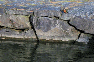 f0031423_2195010.gif