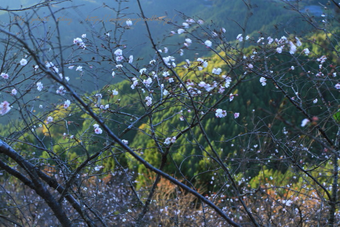 三波石とともに名高い冬桜_c0215627_2326958.jpg