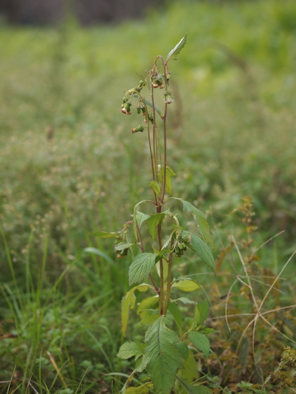 c0006928_239691.jpg