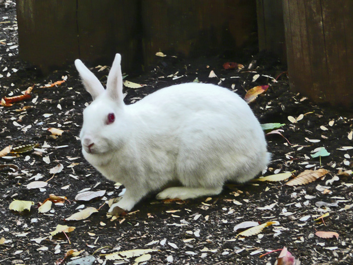 うさぎを見に動物園へ_c0192843_22839.jpg