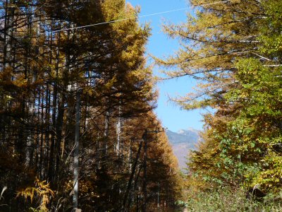 棒道のカラマツ黄葉状況_f0019247_183468.jpg
