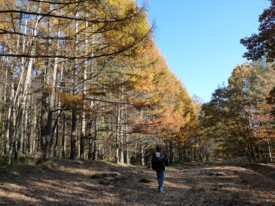 棒道のカラマツ黄葉状況_f0019247_1841137.jpg