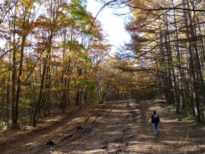 棒道のカラマツ黄葉状況_f0019247_184574.jpg