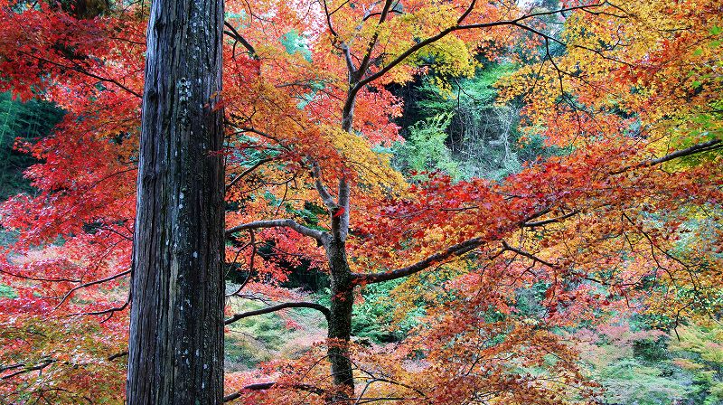 錦秋の都路２０１０ （槙尾  真言宗大覚寺派 槙尾山西明寺の紅葉 ） (2010年11月11日)_c0119555_21484899.jpg