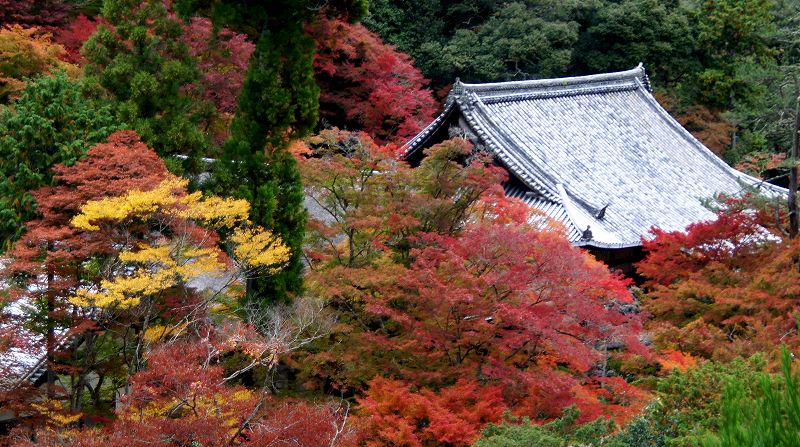 錦秋の都路２０１０ （槙尾  真言宗大覚寺派 槙尾山西明寺の紅葉 ） (2010年11月11日)_c0119555_21514883.jpg