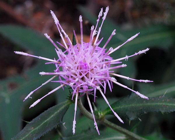 e0035757_1205358.jpg