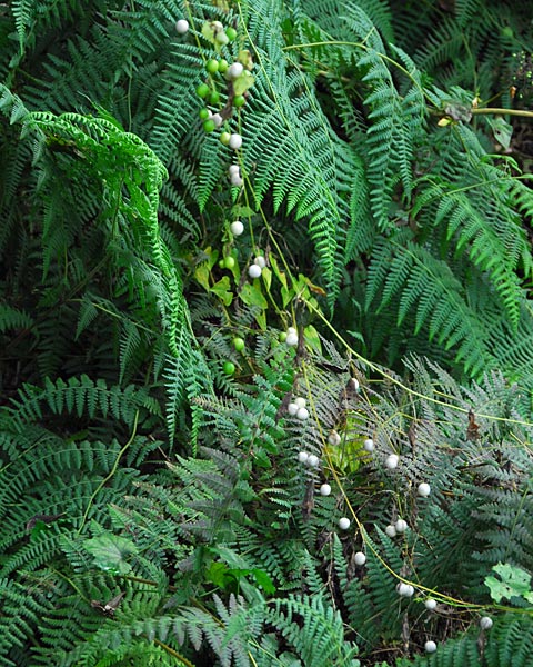 e0035757_1265041.jpg