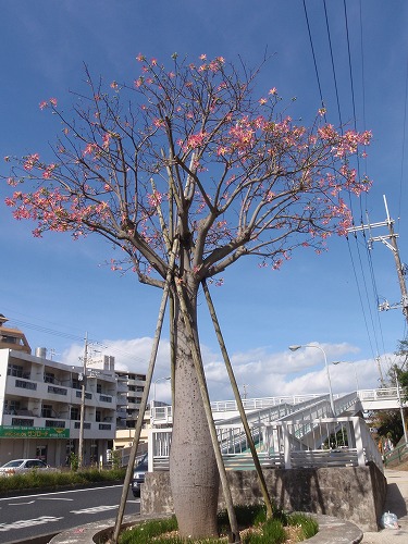 街の花々③_c0180460_1511144.jpg