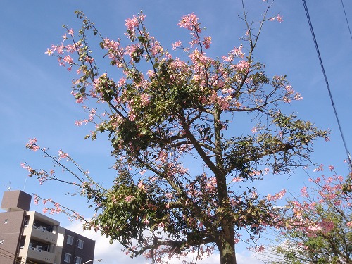 c0180460_1515034.jpg