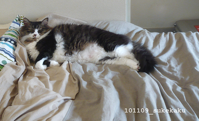 ベッドでくつろぐ巨猫_a0002672_353560.jpg