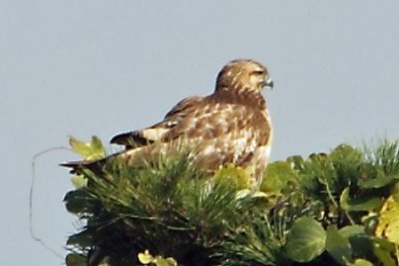 ★先週末の鳥類園(2010.11.6~7)_e0046474_13321139.jpg