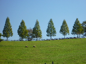 鞍ヶ池公園_c0083484_2349296.jpg