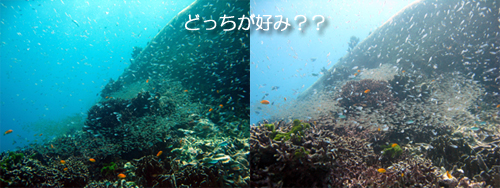 どっちが好み?_f0144385_16285459.jpg