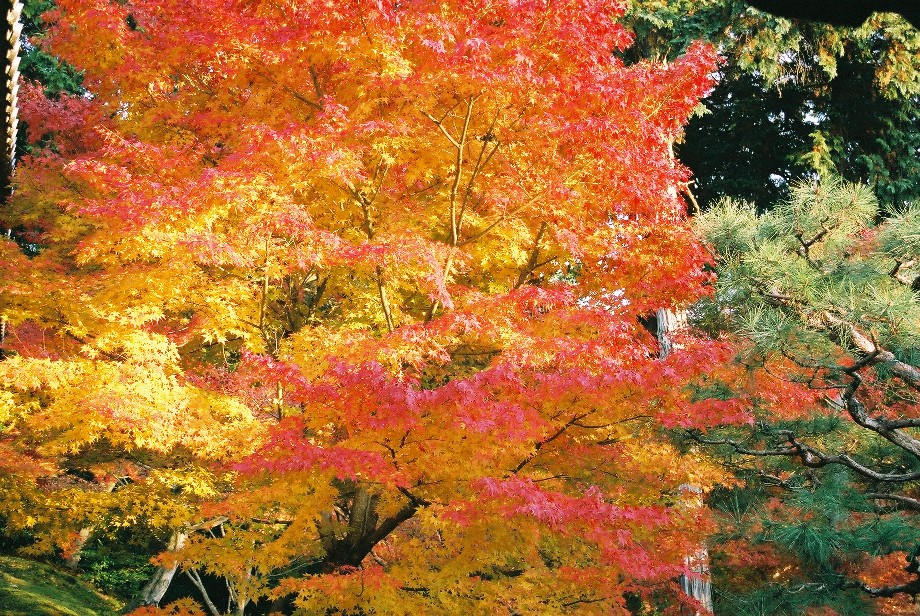 京都の秋_a0158797_0191871.jpg