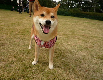 e0131506_2213284.jpg