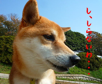 e0131506_2220497.jpg