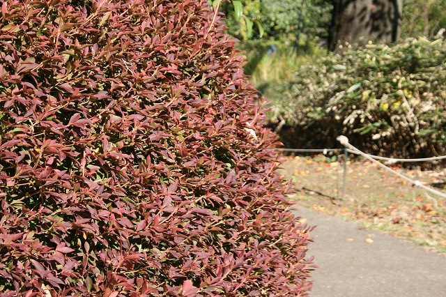 すみればの紅葉情報_b0049307_104187.jpg