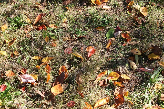 すみればの紅葉情報_b0049307_1052387.jpg