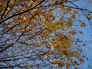 d0116910_9573652.jpg
