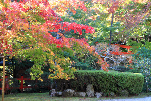 紅葉スタート 大原野神社_e0048413_22501333.jpg