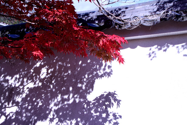 紅葉スタート 花の寺「勝持寺」_e0048413_2261011.jpg