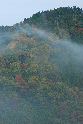 紅葉　－　神護寺_a0114714_20462512.jpg