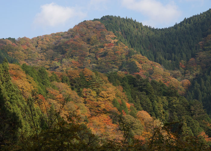 週末の紅葉情報・・・・11/12_b0030123_1714327.jpg