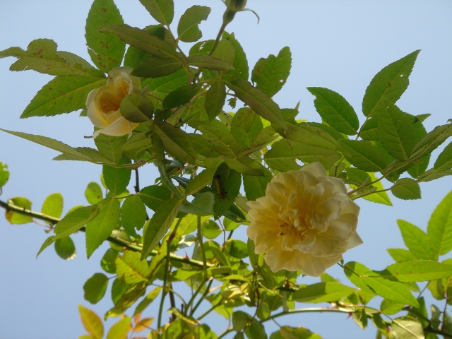 モーヴァンヒルズ HOBBY LIFEバラとフォークアート~