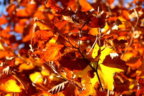 Japanese Art Song: Autumn Field_c0201334_10331369.jpg