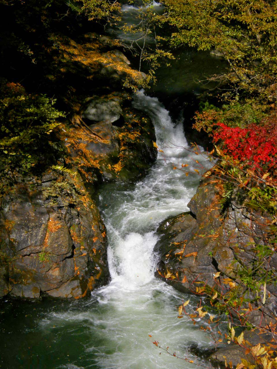 紅葉の錦_d0127634_12321289.jpg