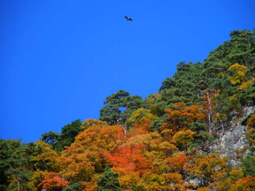 紅葉の錦_d0127634_1234135.jpg