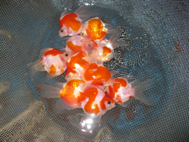 f0214235_0105085.jpg