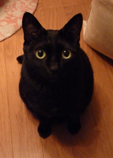 どんぐりころころ猫 のぇる編。_a0143140_21295562.jpg