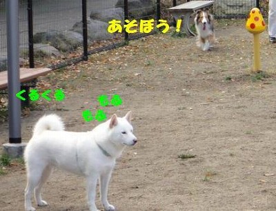 山中湖~走って♪泳いで♪その1_e0195743_20371766.jpg