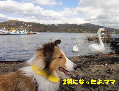 山中湖~走って♪泳いで♪その1_e0195743_2039223.jpg