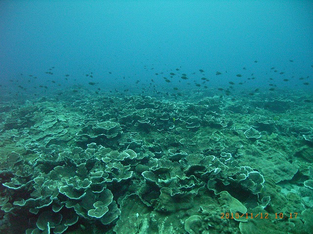 永良部島 　１１月１２日_b0075059_17413378.jpg