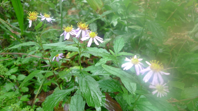 山友と歩く六甲山　渦森～ガーデンテラス編_e0024081_1674219.jpg