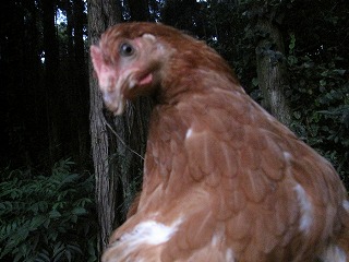 f0234087_21381877.jpg
