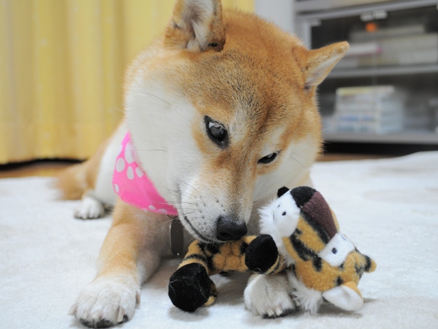 こんな朝を待っていた!_a0126590_517384.jpg