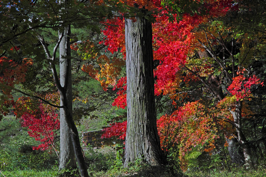 10.11.03：同僚と行く、近場の紅葉を撮りまくろうシリーズ２（出早公園Ⅰ）_c0007190_18591458.jpg