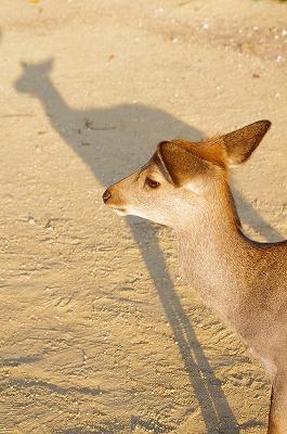 奈良の秋_c0207890_129138.jpg