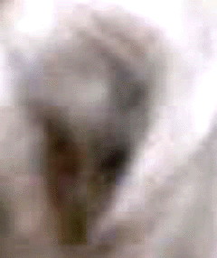 e0103408_17275898.gif