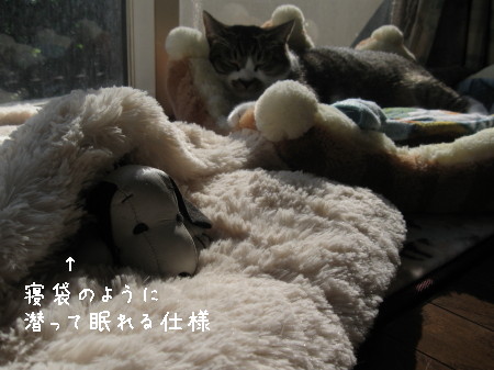 b0042310_15291577.jpg