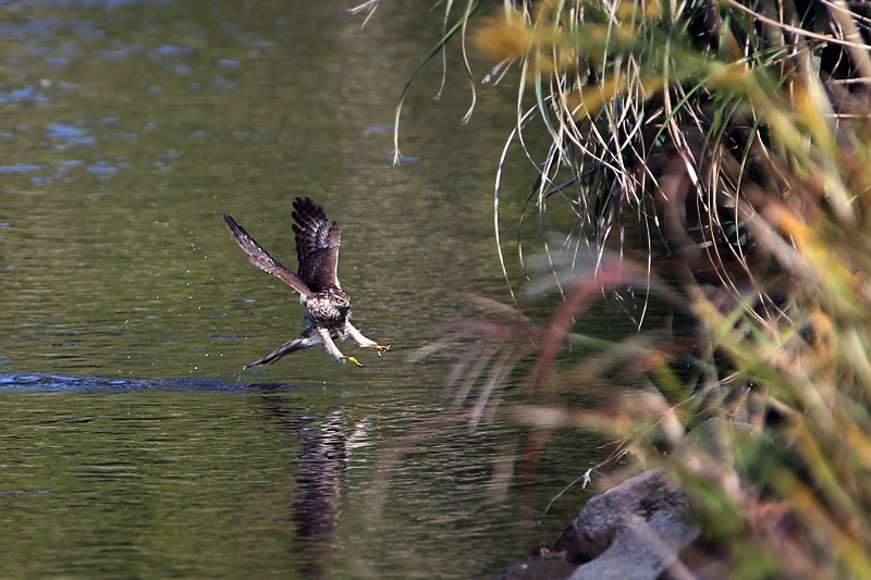 ハイタカ幼鳥！？_f0178716_17541682.jpg