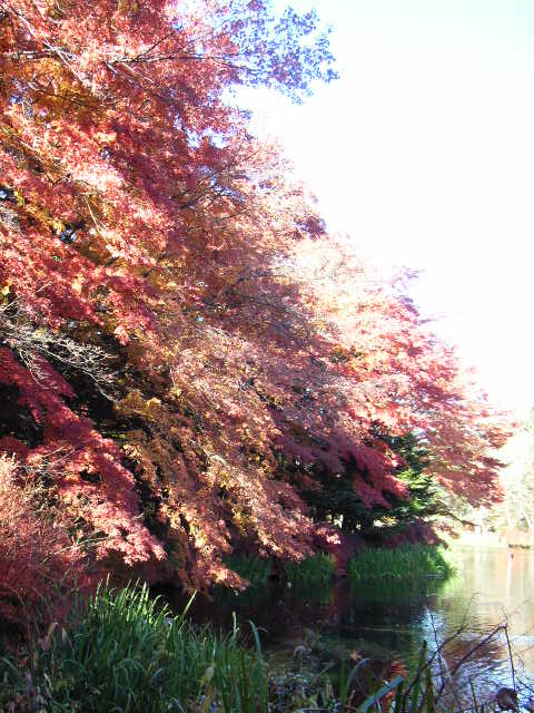 e0177824_0443485.jpg