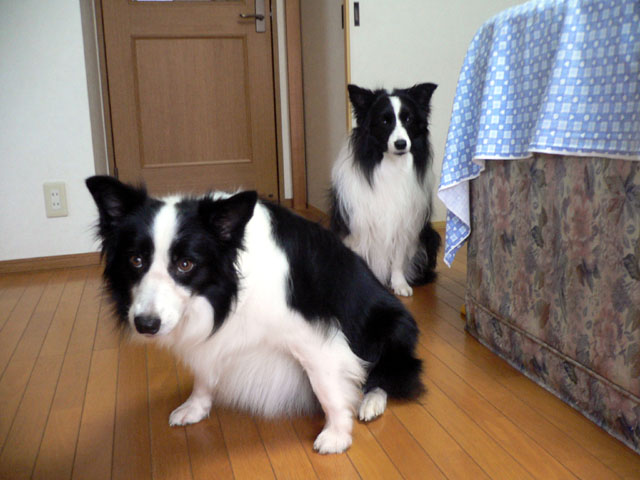 d0059230_815085.jpg